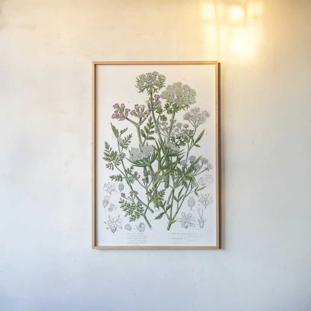 Flowering Plants IV by Wild Apple Portfolio. shown as a paper print in a natural frame. Available as a archival giclee rolled canvas, fine art paper, or poster print. SKU 52066h.