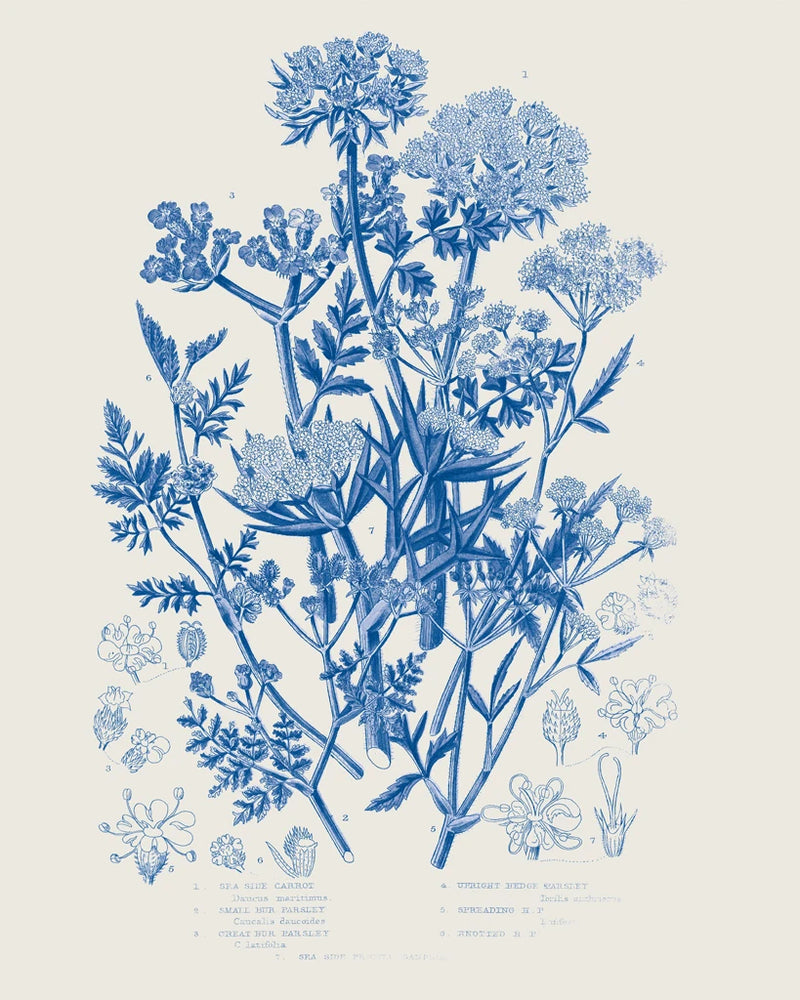 Flowering Plants IV Mid Blue by Wild Apple Portfolio