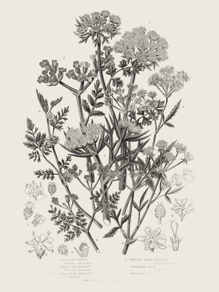 Flowering Plants IV Neutral by Wild Apple Portfolio