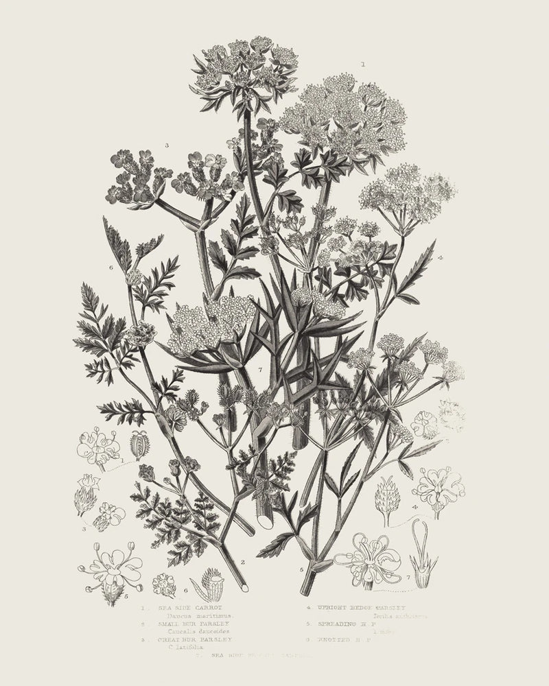Flowering Plants IV Neutral v2 by Wild Apple Portfolio