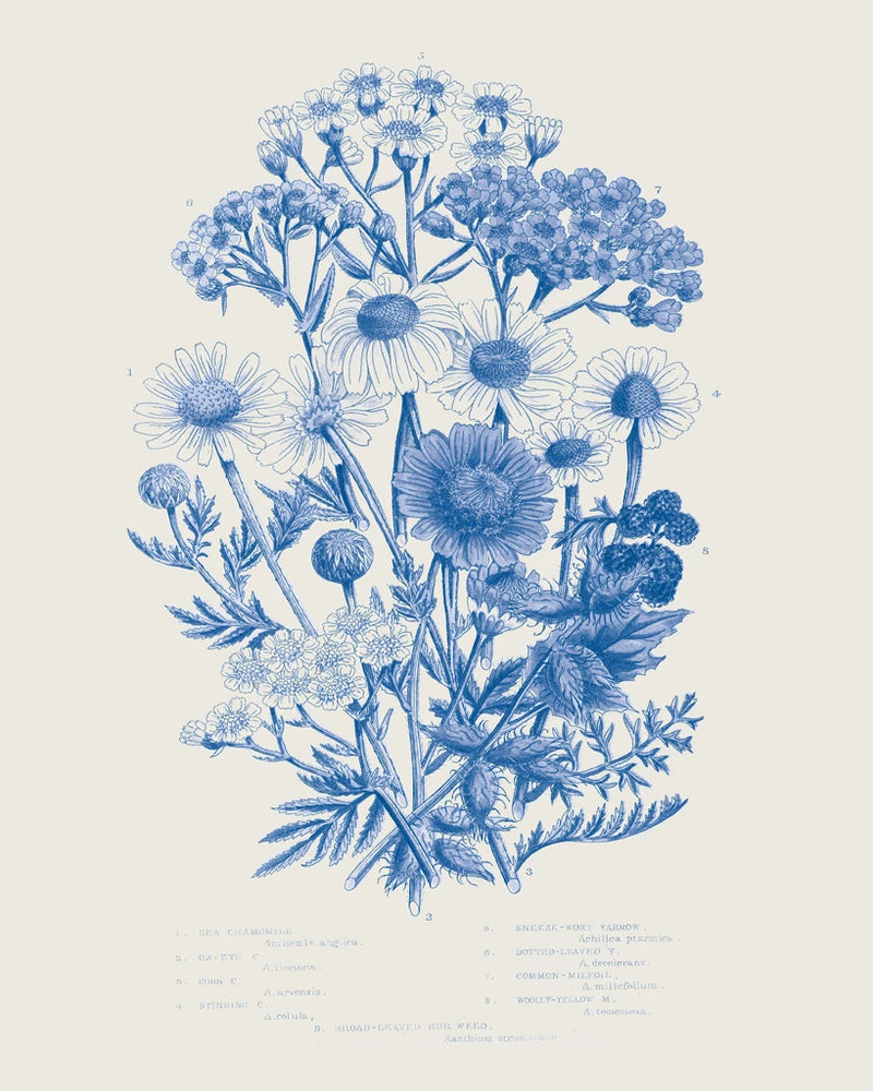 Flowering Plants V Mid Blue by Wild Apple Portfolio