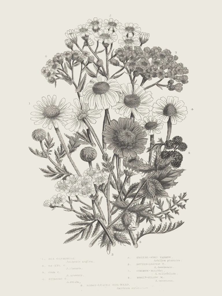 Flowering Plants V Neutral by Wild Apple Portfolio