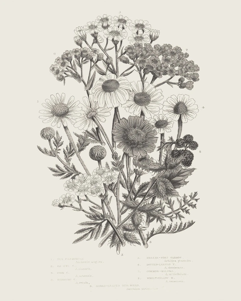 Flowering Plants V Neutral v2 by Wild Apple Portfolio