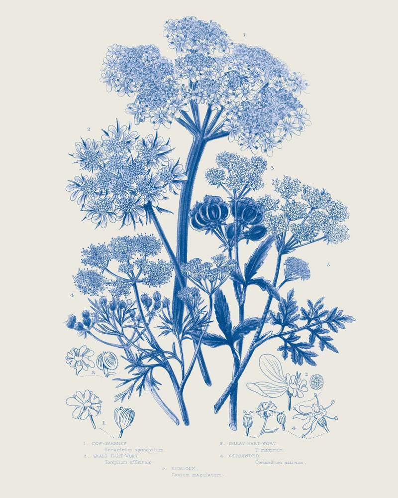 Flowering Plants VI Mid Blue by Wild Apple Portfolio