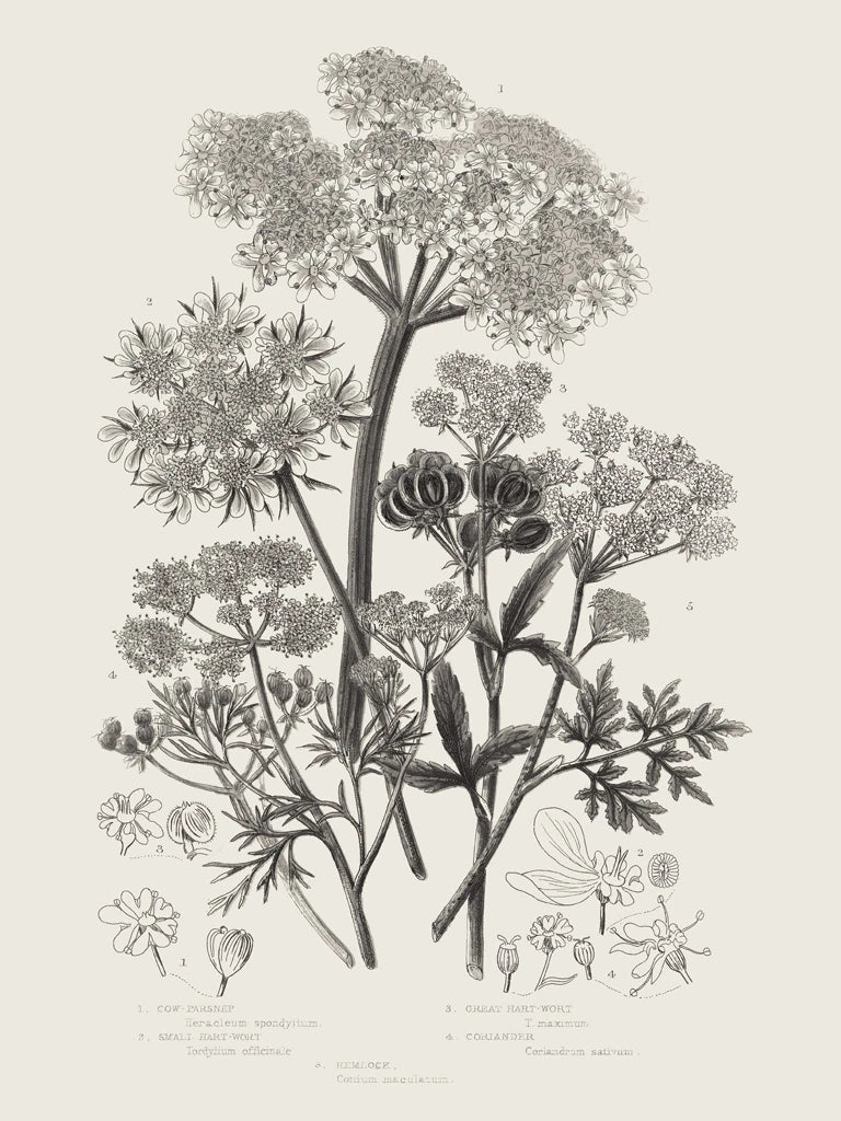 Flowering Plants VI Neutral by Wild Apple Portfolio