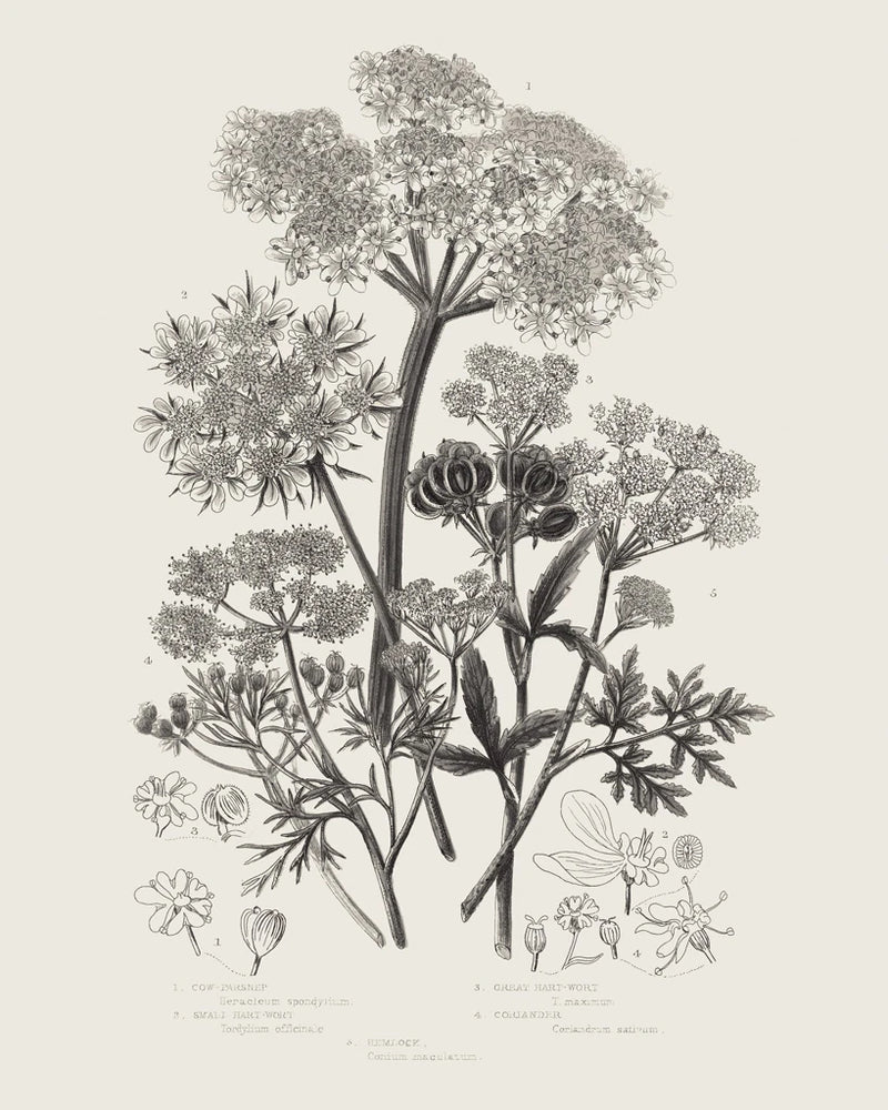 Flowering Plants VI Neutral v2 by Wild Apple Portfolio
