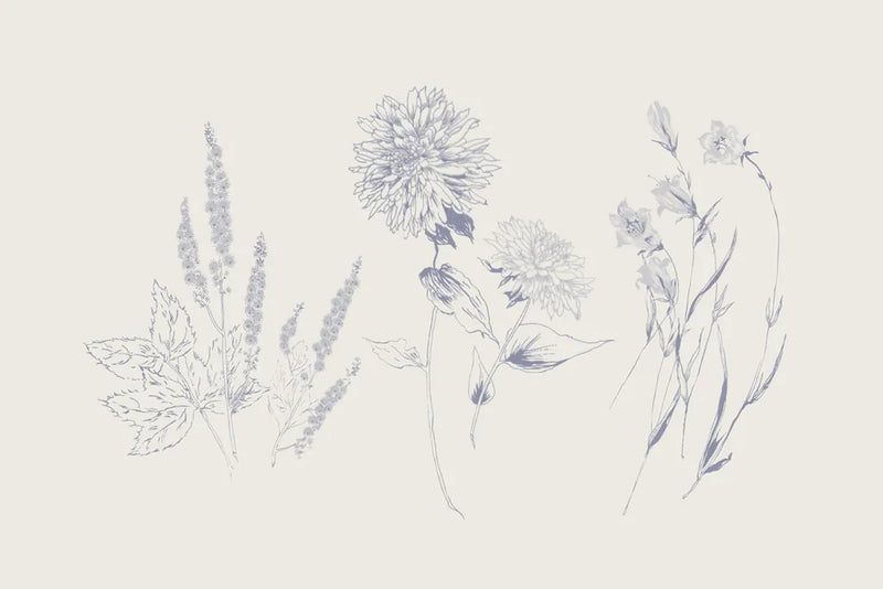 Flowers on White VIII Blue by Wild Apple Portfolio. SKU 78211i. Archival Giclee Fine art print for wall decor.