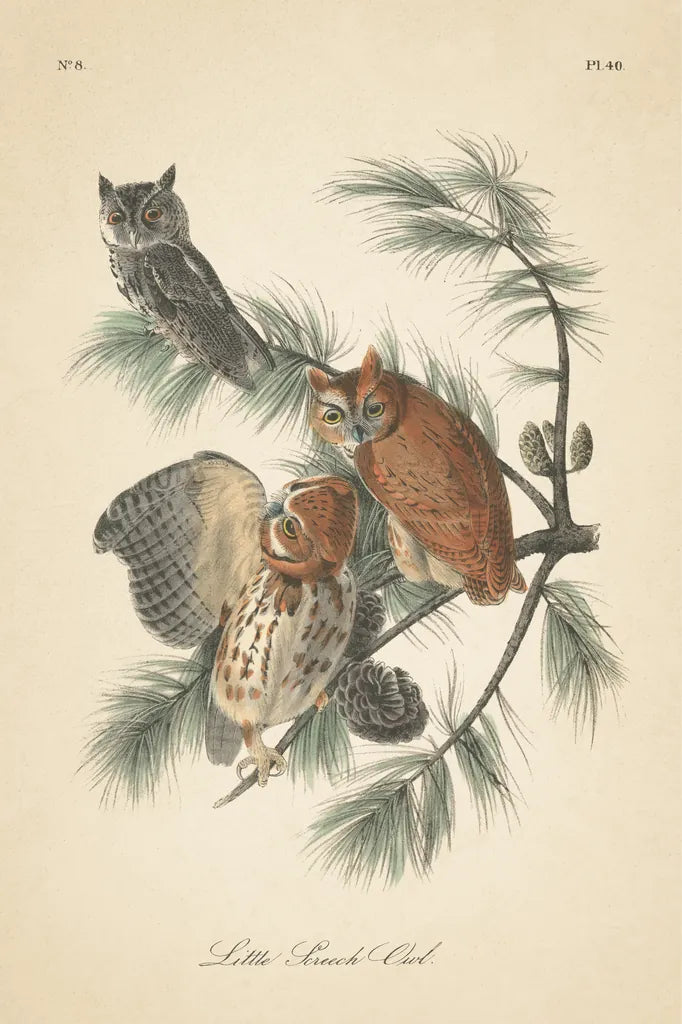 Forest Owls I by Wild Apple Portfolio. SKU 90746h. Archival Giclee Fine art print for wall decor.
