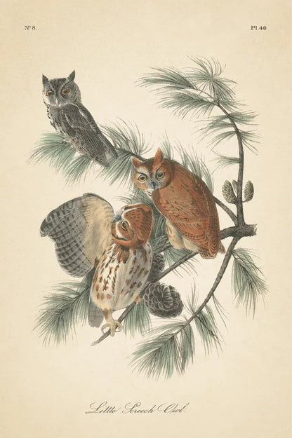 Forest Owls I by Wild Apple Portfolio. SKU 90746h. Archival Giclee Fine art print for wall decor.