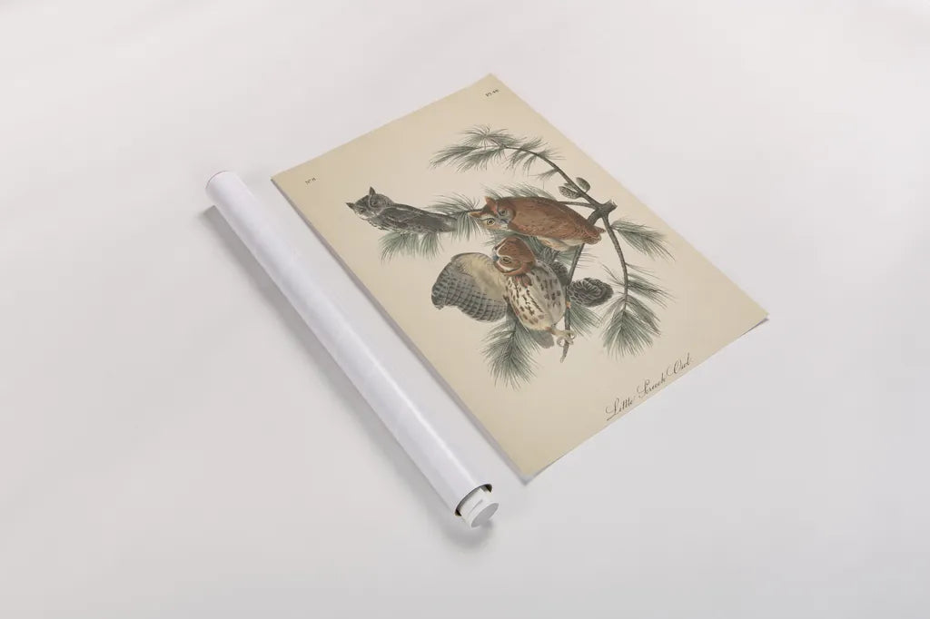 Forest Owls I by Wild Apple Portfolio. shown as a rolled paper print. Available as archival giclee rolled canvas, fine art paper, or poster print. SKU 90746h.