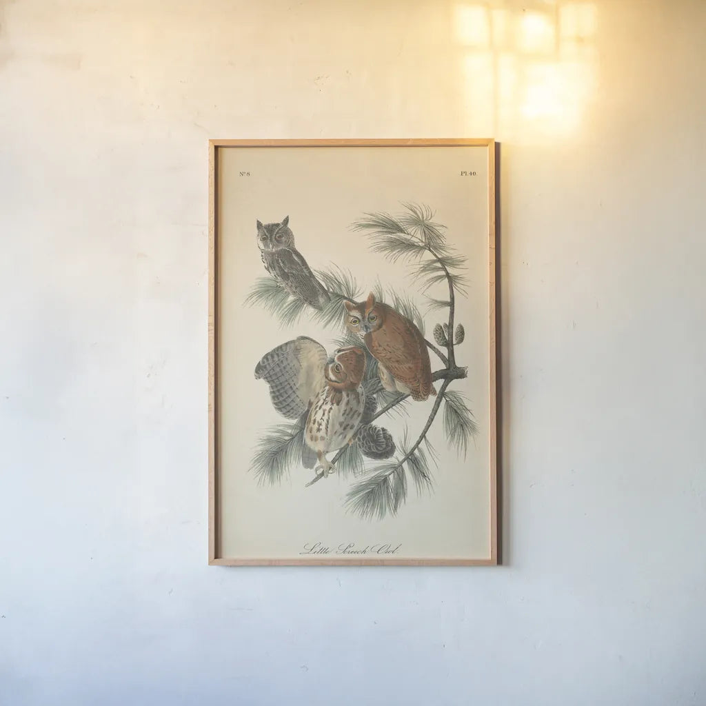 Forest Owls I by Wild Apple Portfolio. shown as a paper print in a natural frame. Available as a archival giclee rolled canvas, fine art paper, or poster print. SKU 90746h.