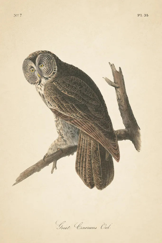 Forest Owls II by Wild Apple Portfolio. SKU 90747h. Archival Giclee Fine art print for wall decor.