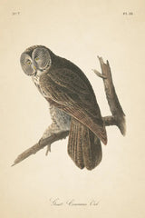 Forest Owls II by Wild Apple Portfolio. SKU 90747h. Archival Giclee Fine art print for wall decor.
