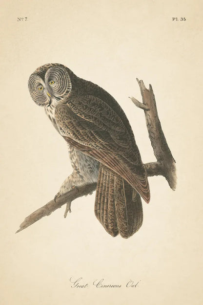 Forest Owls II by Wild Apple Portfolio. SKU 90747h. Archival Giclee Fine art print for wall decor.