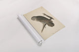 Forest Owls II by Wild Apple Portfolio. shown as a rolled paper print. Available as archival giclee rolled canvas, fine art paper, or poster print. SKU 90747h.