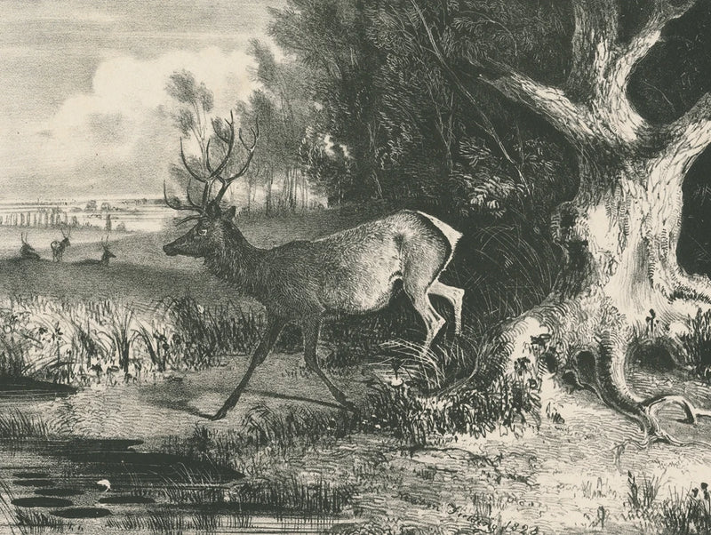 Forest Stag by Wild Apple Portfolio