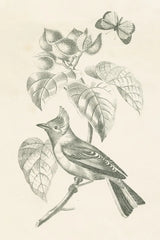 French Bird Drawing by Wild Apple Portfolio. SKU 76127h. Archival Giclee Fine art print for wall decor.