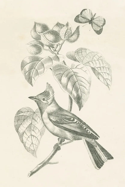 French Bird Drawing by Wild Apple Portfolio. SKU 76127h. Archival Giclee Fine art print for wall decor.