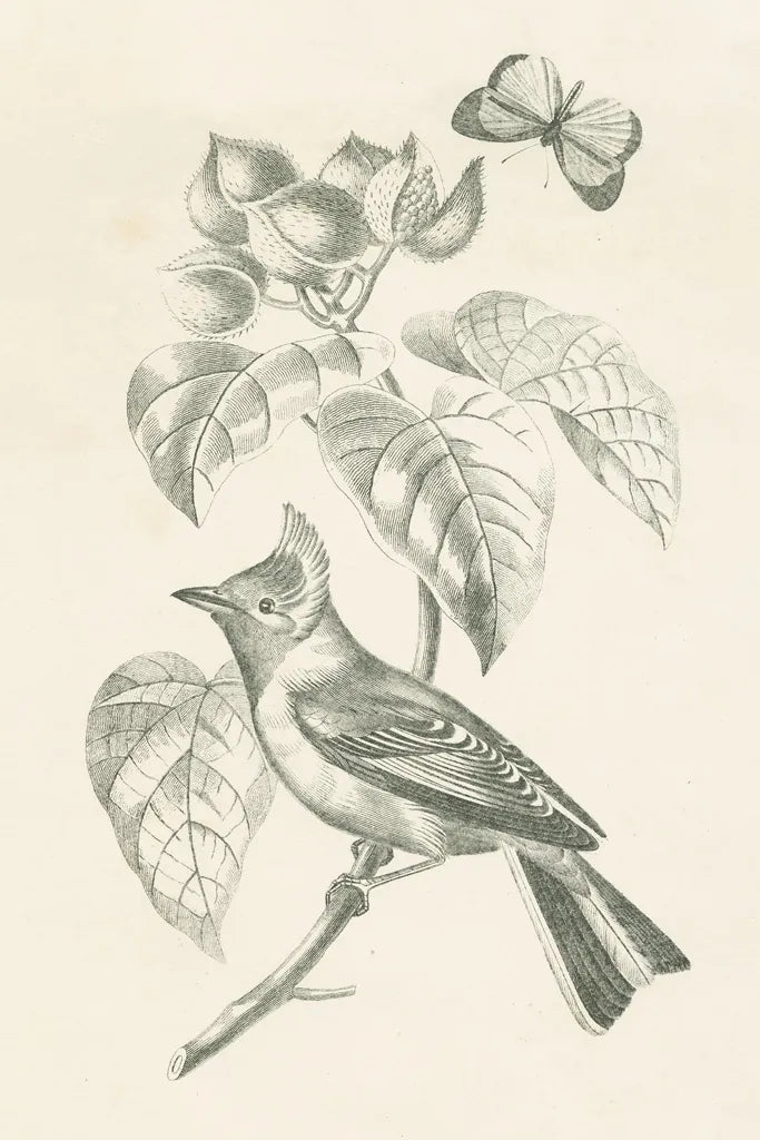 French Bird Drawing by Wild Apple Portfolio. SKU 76127h. Archival Giclee Fine art print for wall decor.