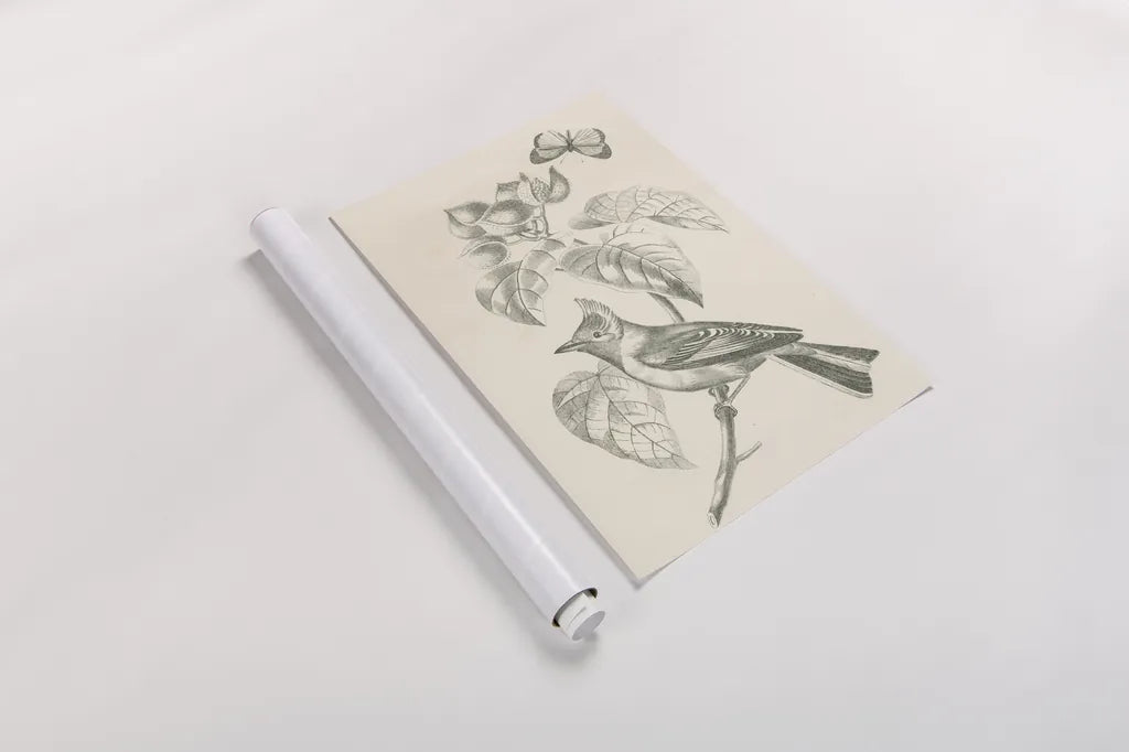French Bird Drawing by Wild Apple Portfolio. shown as a rolled paper print. Available as archival giclee rolled canvas, fine art paper, or poster print. SKU 76127h.