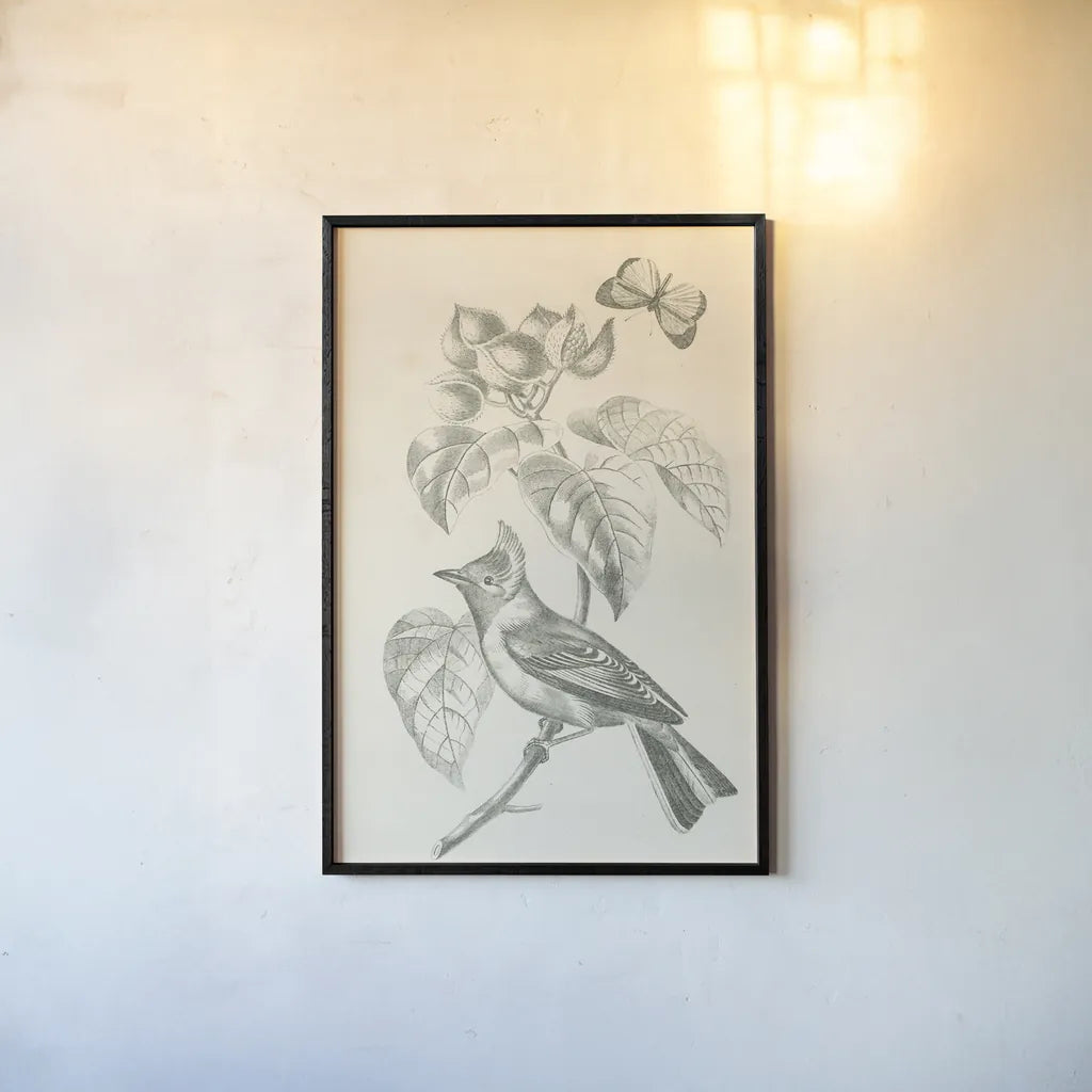 French Bird Drawing by Wild Apple Portfolio. shown as a paper print in a black flame. Available as a archival giclee rolled canvas, fine art paper, or poster print. SKU 76127h.