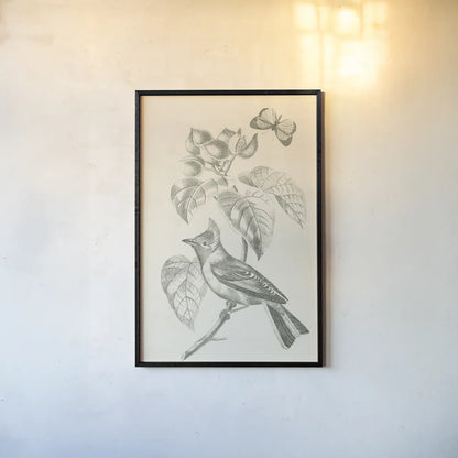 French Bird Drawing by Wild Apple Portfolio. shown as a paper print in a black flame. Available as a archival giclee rolled canvas, fine art paper, or poster print. SKU 76127h.