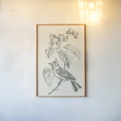 French Bird Drawing by Wild Apple Portfolio. shown as a paper print in a natural frame. Available as a archival giclee rolled canvas, fine art paper, or poster print. SKU 76127h.