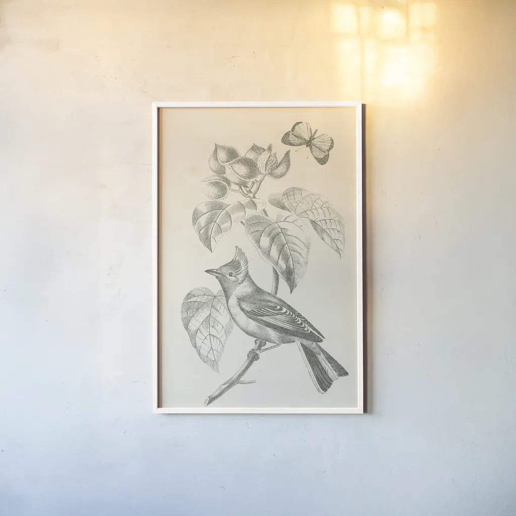 French Bird Drawing by Wild Apple Portfolio. shown as a paper print in a white frame. Available as a archival giclee rolled canvas, fine art paper, or poster print. SKU 76127h.