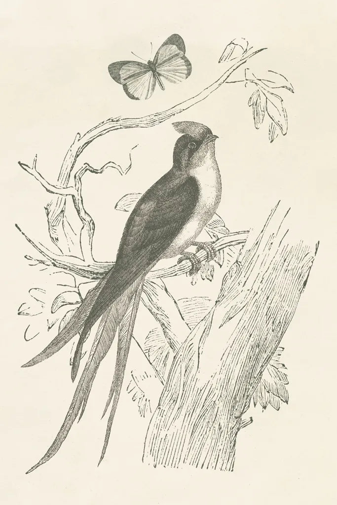 French Bird Etching by Wild Apple Portfolio. SKU 81935h. Archival Giclee Fine art print for wall decor.