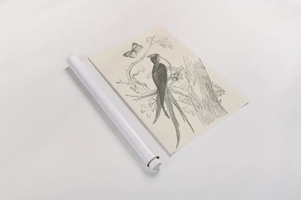 French Bird Etching by Wild Apple Portfolio. shown as a rolled paper print. Available as archival giclee rolled canvas, fine art paper, or poster print. SKU 81935h.