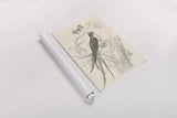 French Bird Etching by Wild Apple Portfolio. shown as a rolled paper print. Available as archival giclee rolled canvas, fine art paper, or poster print. SKU 81935h.
