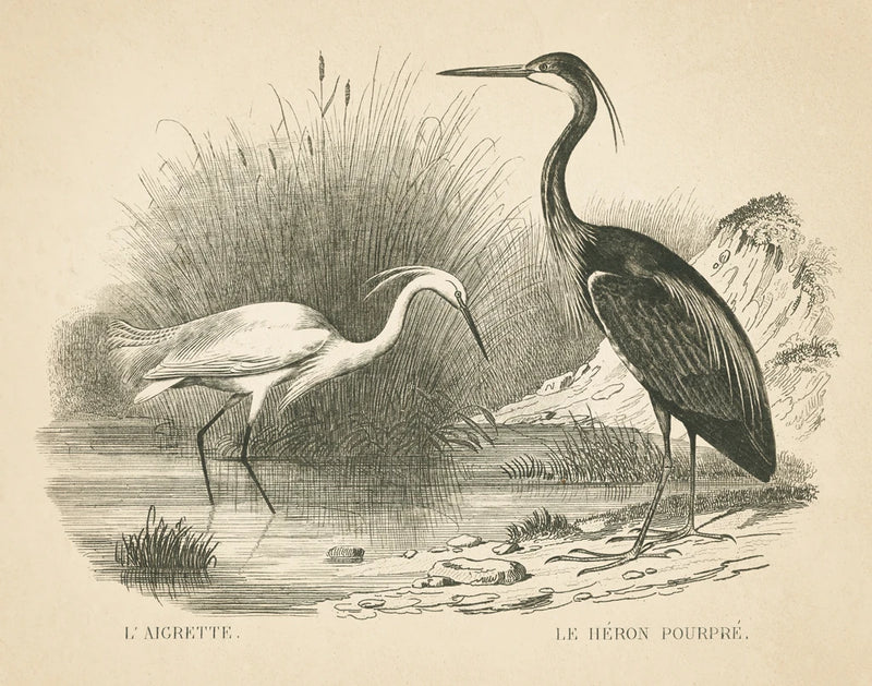 French Birds II Clean by Wild Apple Portfolio