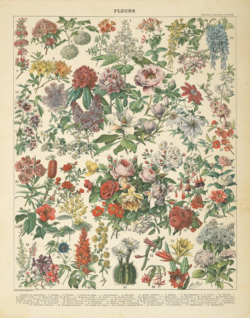 French Flower Chart by Wild Apple Portfolio