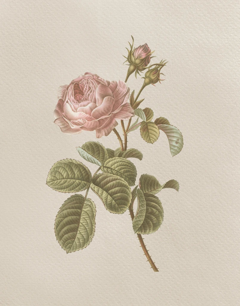 French Market Floral I by Wild Apple Portfolio