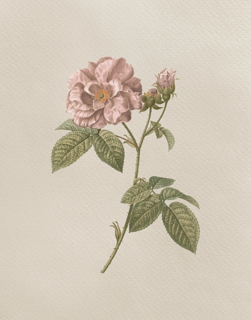 French Market Floral II by Wild Apple Portfolio