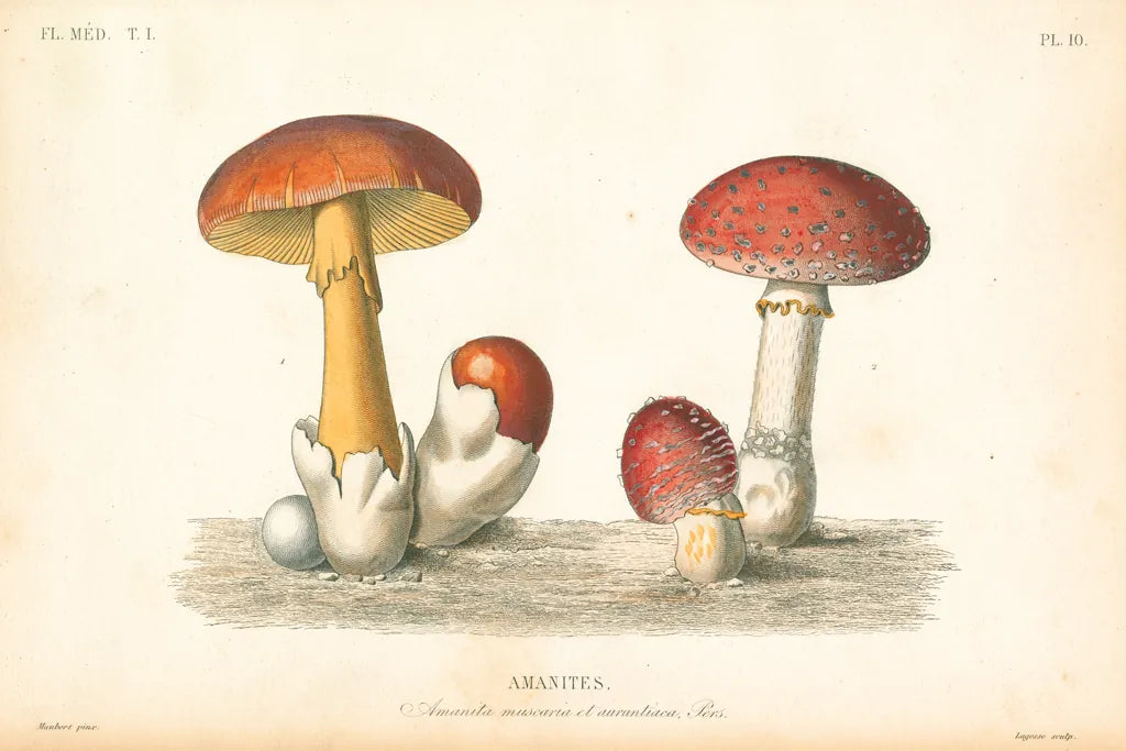 French Mushrooms I by Wild Apple Portfolio. SKU 74245i. Archival Giclee Fine art print for wall decor.