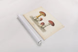 French Mushrooms I by Wild Apple Portfolio. shown as a rolled paper print. Available as archival giclee rolled canvas, fine art paper, or poster print. SKU 74245i.