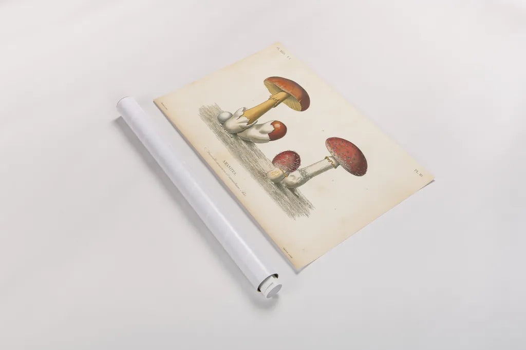 French Mushrooms I by Wild Apple Portfolio. shown as a rolled paper print. Available as archival giclee rolled canvas, fine art paper, or poster print. SKU 74245i.