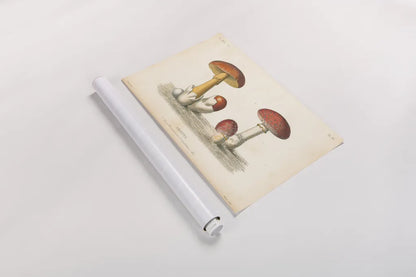 French Mushrooms I by Wild Apple Portfolio. shown as a rolled paper print. Available as archival giclee rolled canvas, fine art paper, or poster print. SKU 74245i.