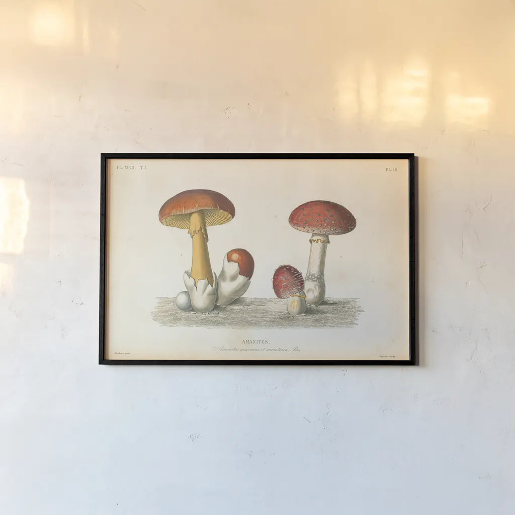 French Mushrooms I by Wild Apple Portfolio. shown as a paper print in a black flame. Available as a archival giclee rolled canvas, fine art paper, or poster print. SKU 74245i.