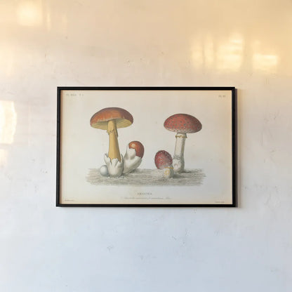 French Mushrooms I by Wild Apple Portfolio. shown as a paper print in a black flame. Available as a archival giclee rolled canvas, fine art paper, or poster print. SKU 74245i.