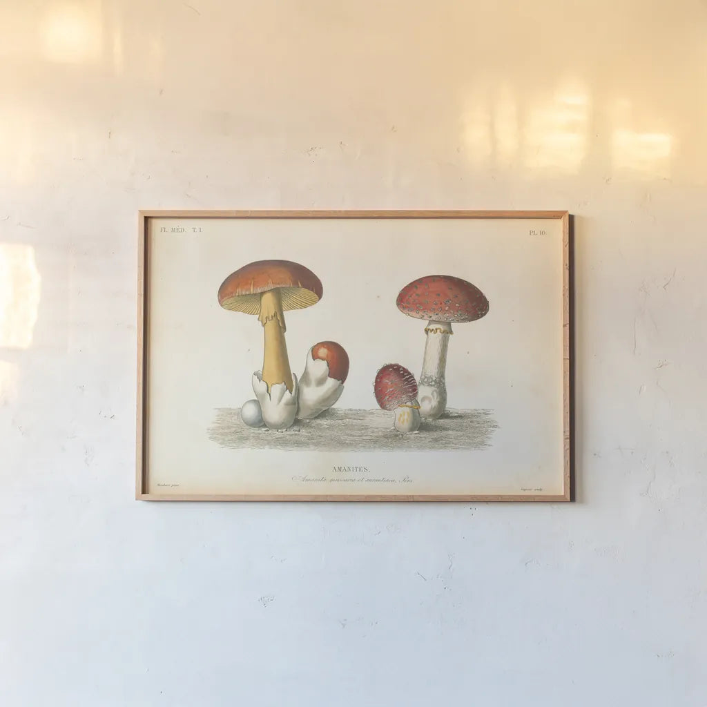 French Mushrooms I by Wild Apple Portfolio. shown as a paper print in a natural frame. Available as a archival giclee rolled canvas, fine art paper, or poster print. SKU 74245i.