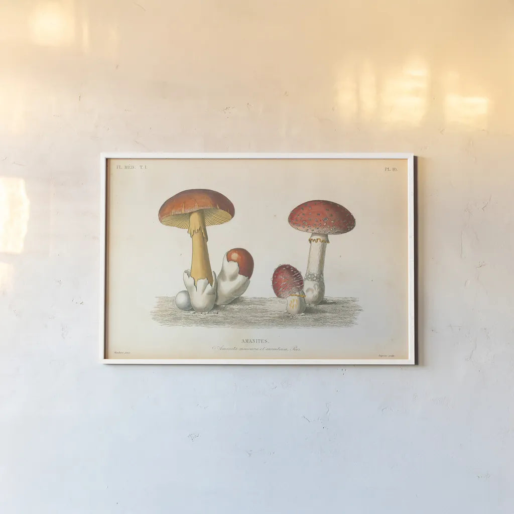 French Mushrooms I by Wild Apple Portfolio. shown as a paper print in a white frame. Available as a archival giclee rolled canvas, fine art paper, or poster print. SKU 74245i.