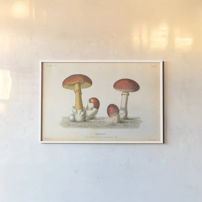 French Mushrooms I by Wild Apple Portfolio. shown as a paper print in a white frame. Available as a archival giclee rolled canvas, fine art paper, or poster print. SKU 74245i.