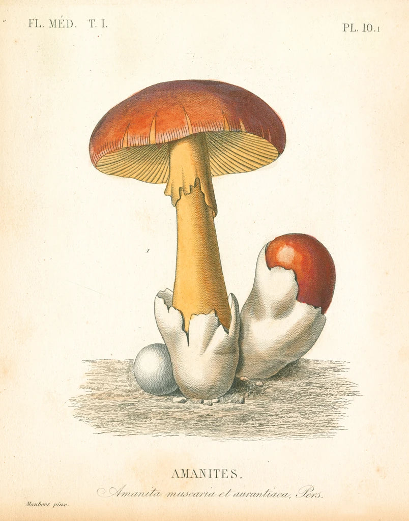 French Mushrooms II by Wild Apple Portfolio