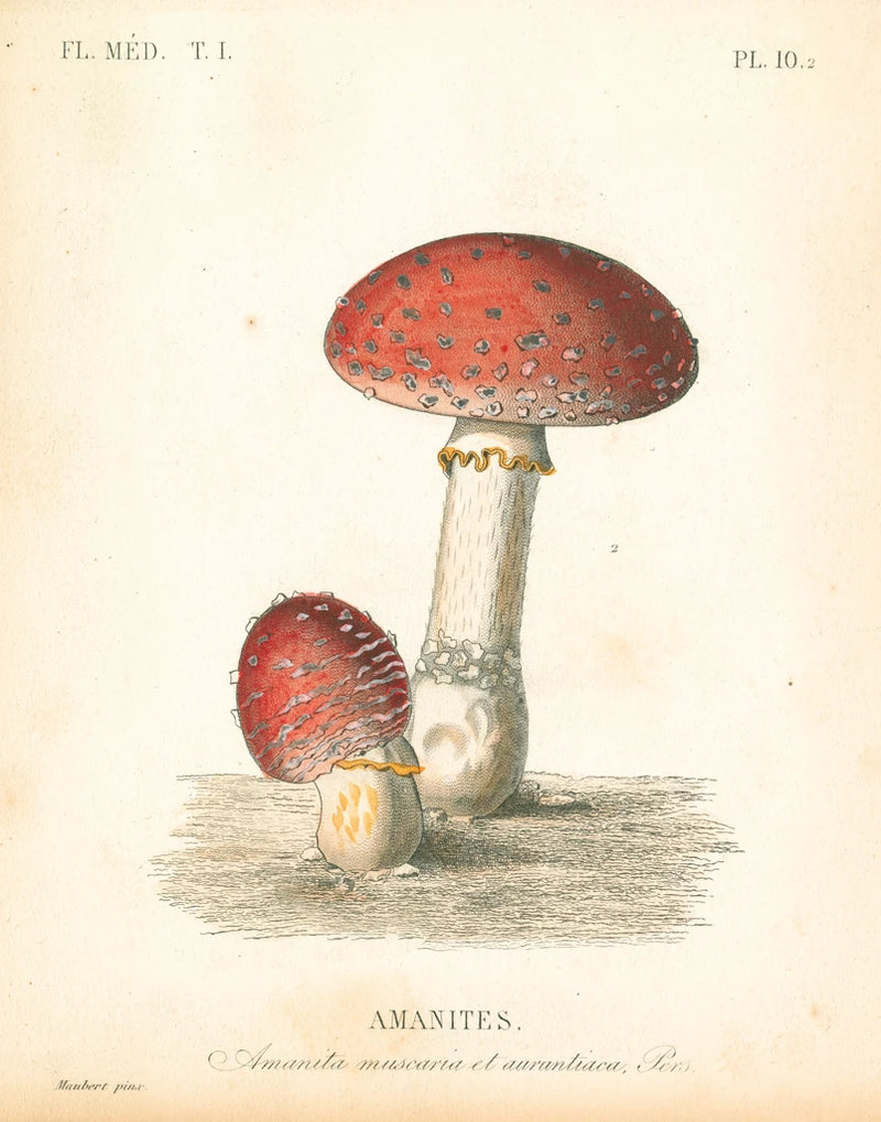 French Mushrooms III by Wild Apple Portfolio