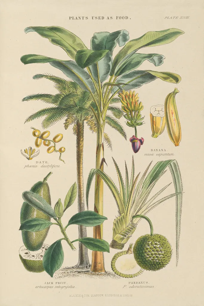 Fruit Trees by Wild Apple Portfolio. SKU 52060h. Archival Giclee Fine art print for wall decor.