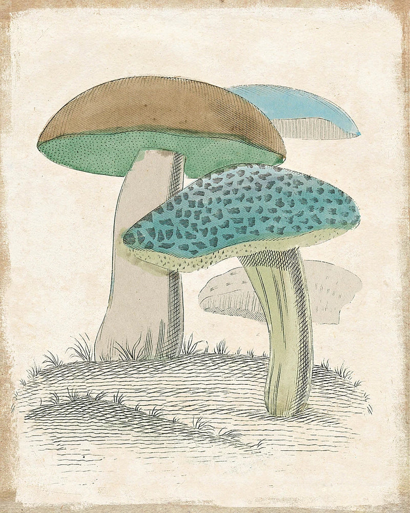 Funghi Italiani Mushrooms by Wild Apple Portfolio