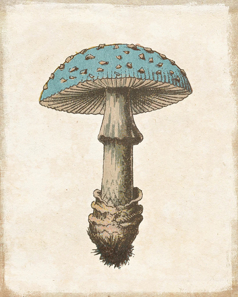 Funghi Velenosi Blue Green by Wild Apple Portfolio