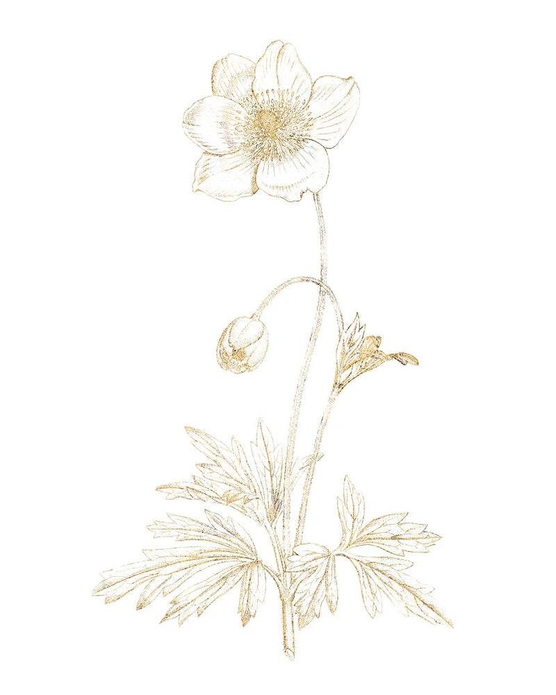 Gilded Botanical II by Wild Apple Portfolio